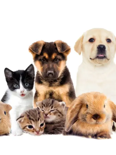 Animales